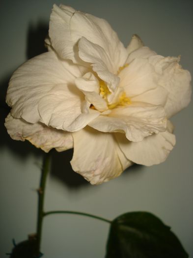 Classic White - HIBISCUS 2014