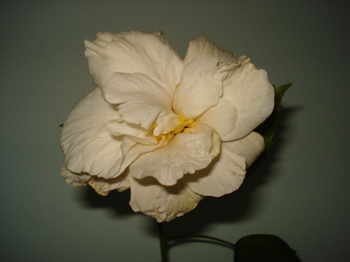 DSC09984 - FLORI 2014