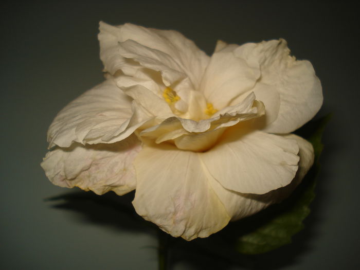 DSC09985 - FLORI 2014