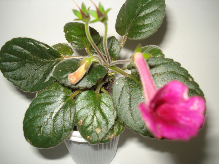 DSC09932 - FLORI 2014