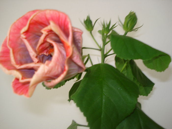 DSC09762 - FLORI 2014