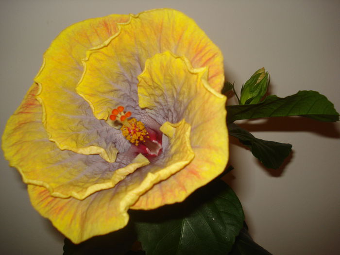 DSC09776 - FLORI 2014