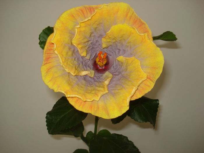 DSC09766 - FLORI 2014