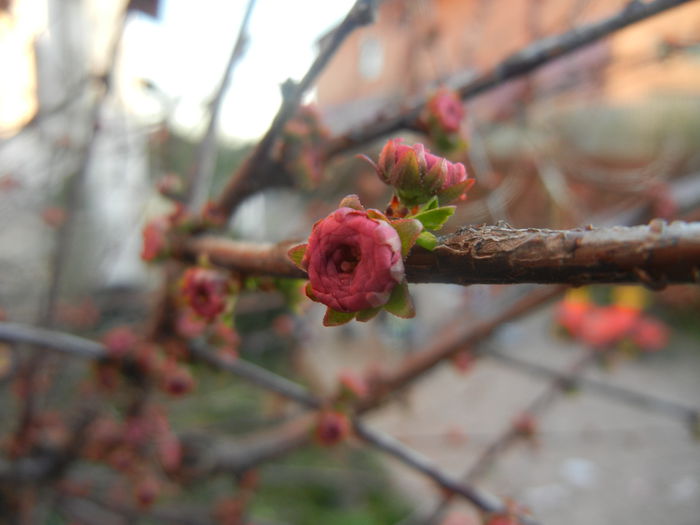 Prunus triloba (2014, March 21) Prunus triloba (2014, March 21)