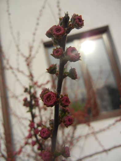 Prunus triloba (2014, March 24) Prunus triloba (2014, March 24)