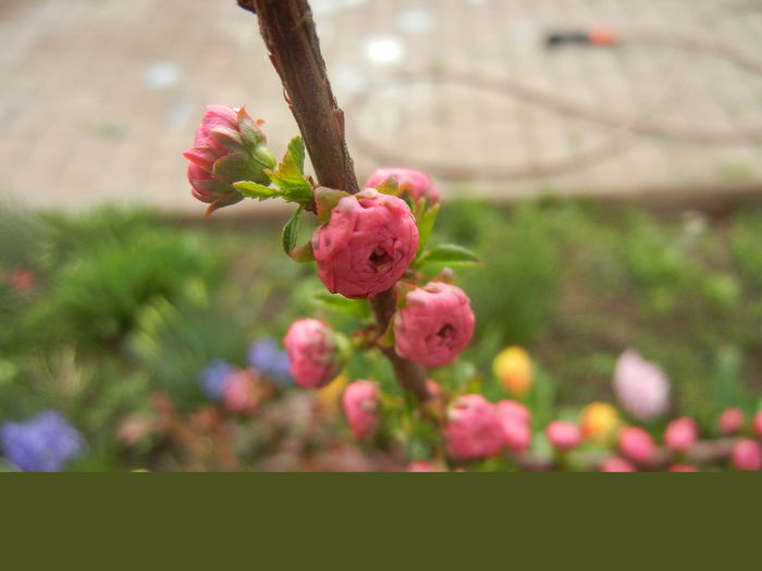 Prunus triloba (2014, March 24) Prunus triloba (2014, March 24)
