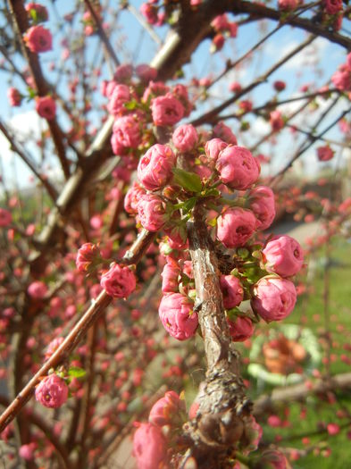 Prunus triloba (2014, March 27) - Prunus triloba