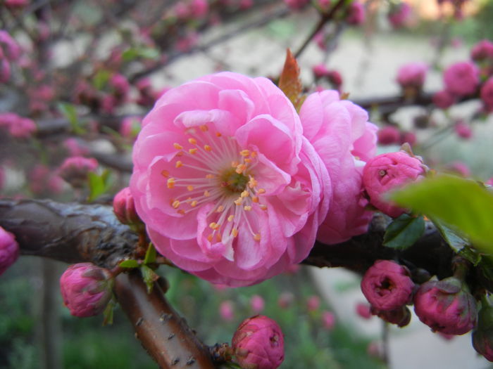 Prunus triloba (2014, March 29)