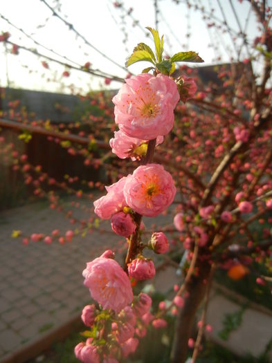 Prunus triloba (2014, March 29)
