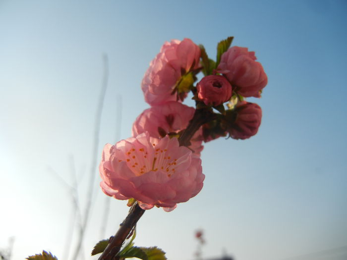 Prunus triloba (2014, March 29)