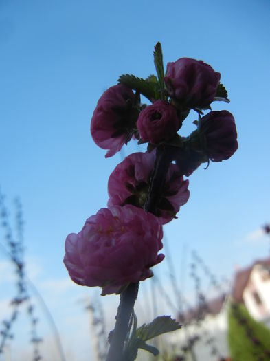 Prunus triloba (2014, March 29)