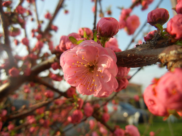 Prunus triloba (2014, March 29)