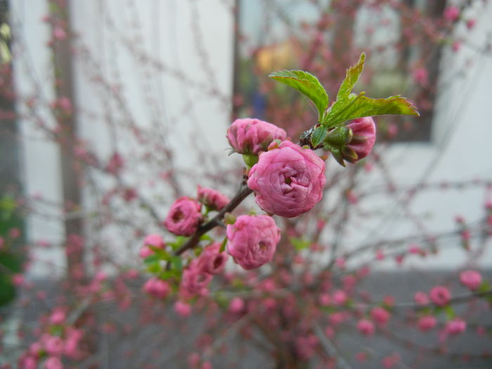 Prunus triloba (2014, March 29)