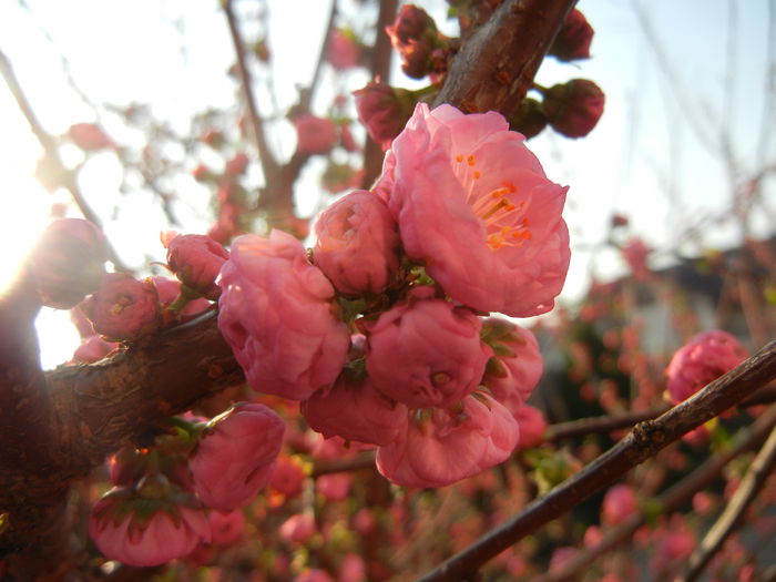 Prunus triloba (2014, March 29)