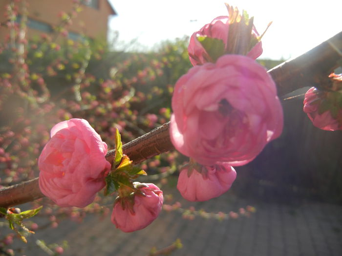 Prunus triloba (2014, March 30)