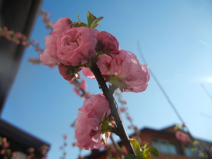 Prunus triloba (2014, March 30) Prunus triloba (2014, March 30)