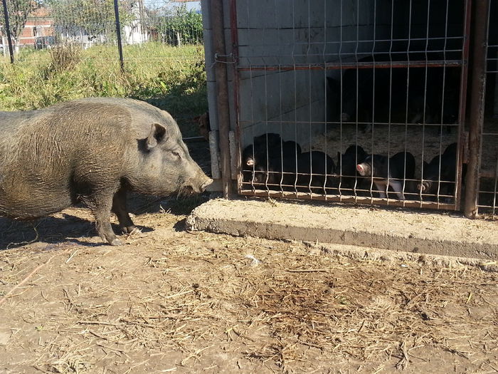 vierul Gagior - e -  Porci Vietnamezi