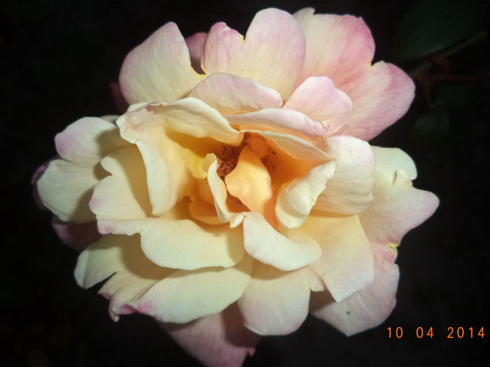 DSC01456 - Trandafiri 2014