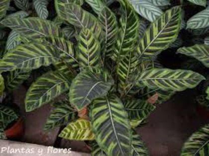 images (14) - imi doresc aceste calathei