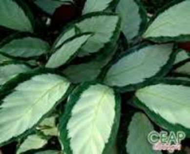 images (15) - imi doresc aceste calathei