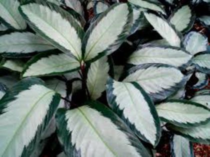 images (21) - imi doresc aceste calathei