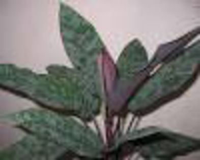 images - imi doresc aceste calathei