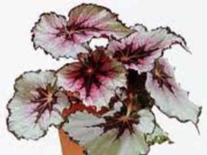images (24) - imi doresc aceste begonii decorative