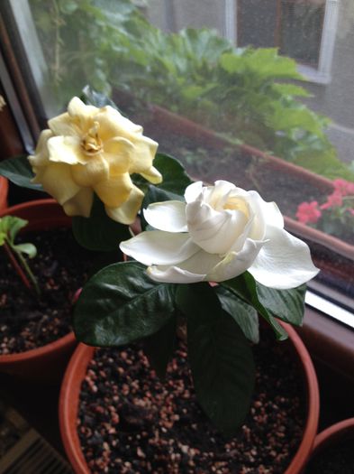 IMG_2080 - Gardenia