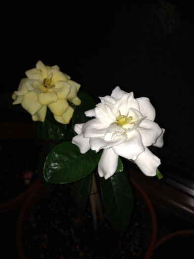 IMG_2082 - Gardenia