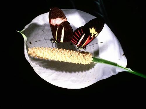 Poze Insecte Fluturi 2 - fluturi