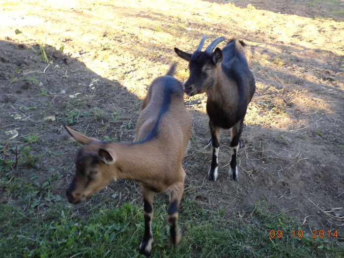 Alpinele la joaca prin gradina-2