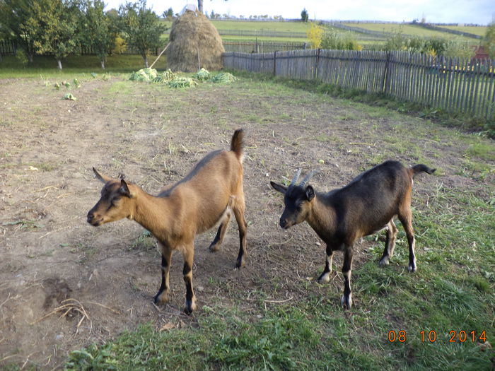 Alpinele stau la pozat - ALPINELE SI IEPURASII TOAMNA