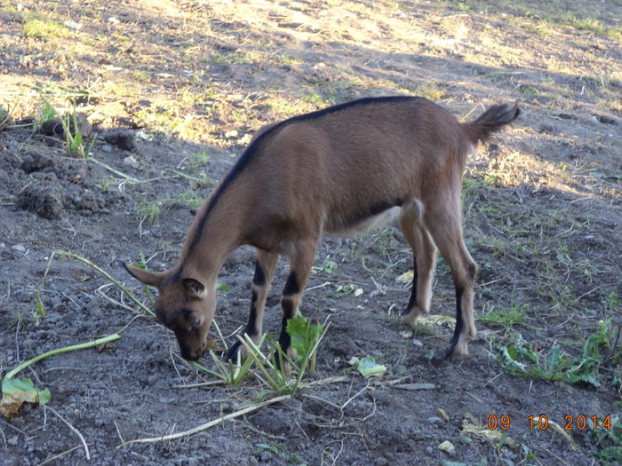 Caprioara mananca frunze de hrean