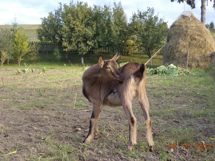 Caprioara roscata - ALPINELE SI IEPURASII TOAMNA
