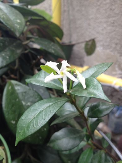 6 - Trachelospermum jasminoides