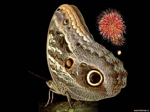 Poze Fluturi_ Poze Fluturasi_ Wallpaper cu Fluturi 3