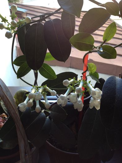 1 - Stephanotis