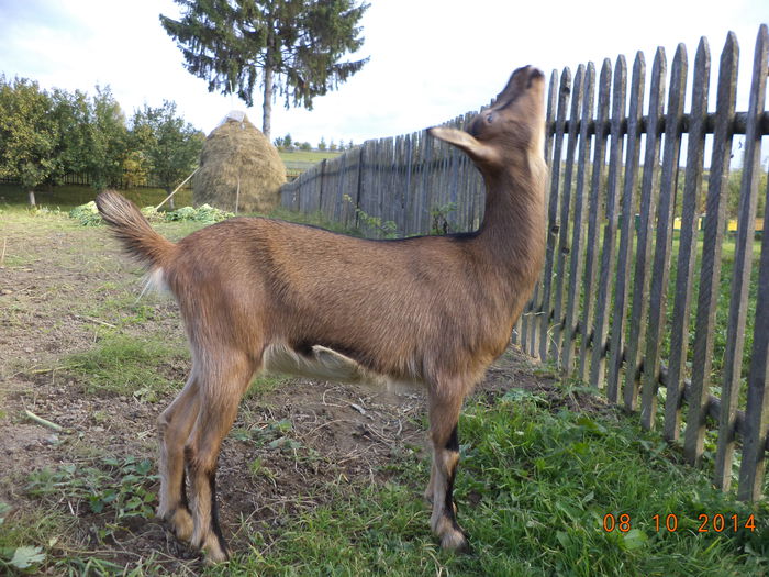 Caprioara se uita pe spate