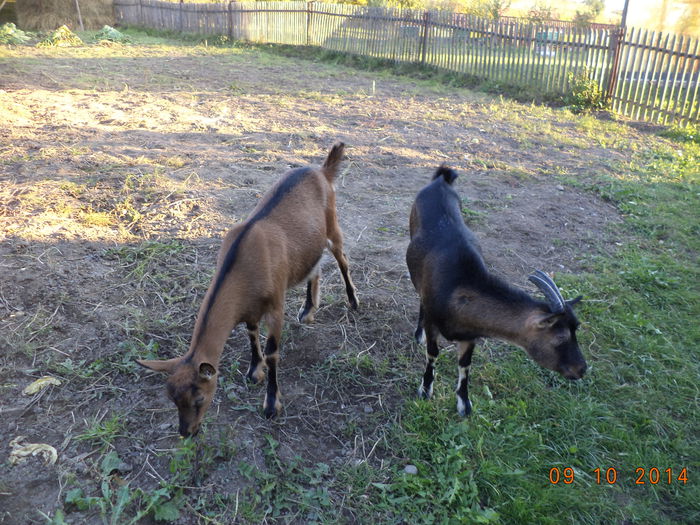 Doua antilope prin gradina