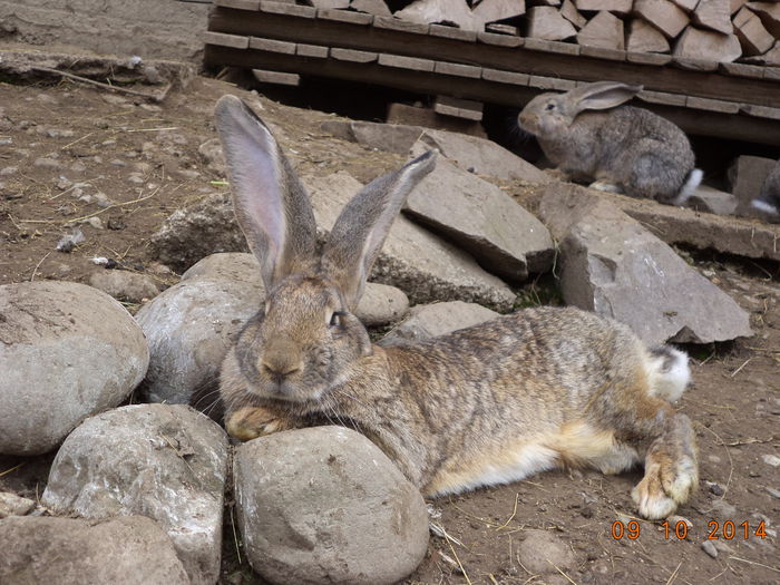 Femela tanara cu 6 pui