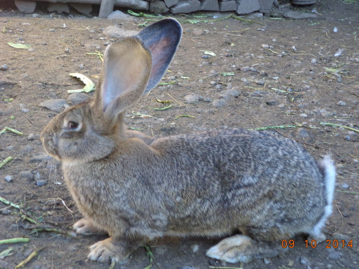 Femela tanara de la un mascul de la Brugger Sandor
