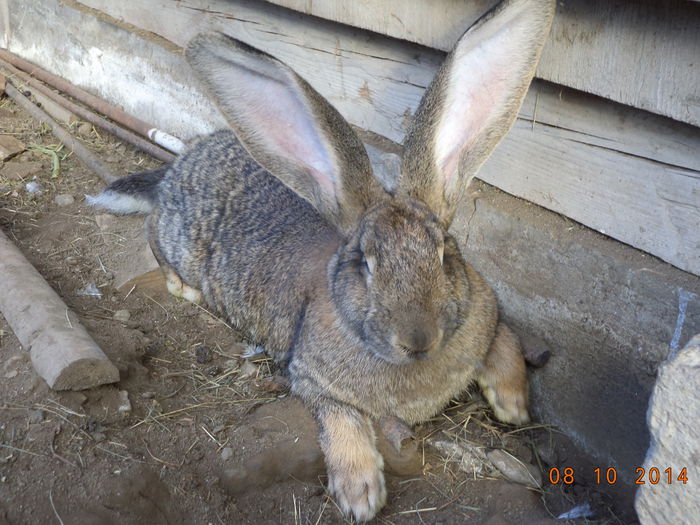 Femela Urias tanara cu pui