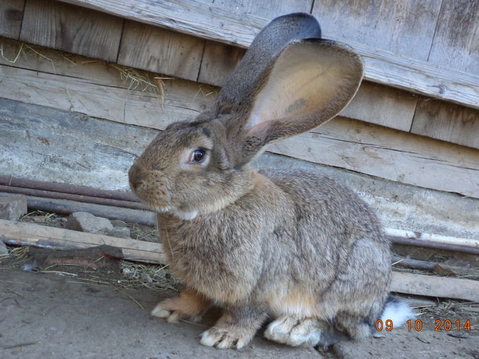 Mascul pt monta 2015-Brugger Sandor