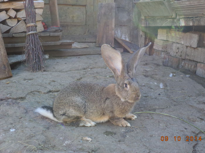 Masculul de la Brugger Sandor