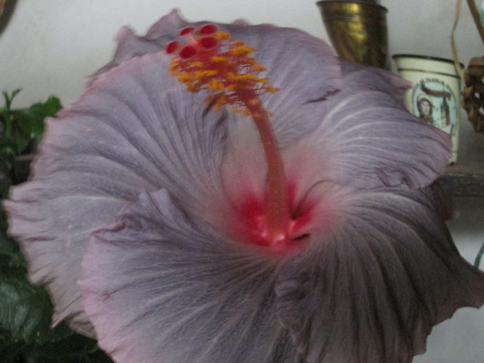 hibiscus - flori de octombrie 2014