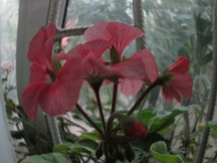 muscata - flori de octombrie 2014