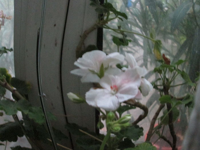 muscata - flori de octombrie 2014