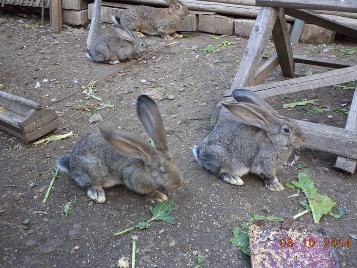 Puii Urias German cu mama lor