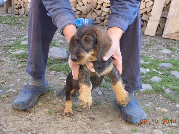 Tomita catelul-soricar a lui vecinu