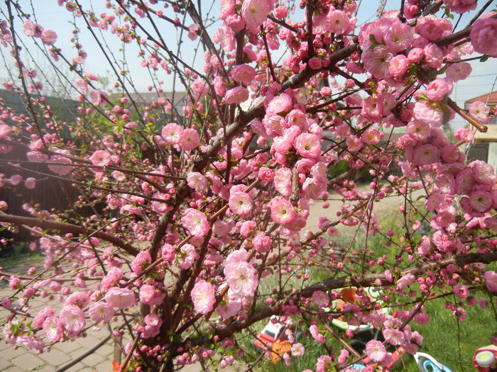 Prunus triloba (2014, April 01) Prunus triloba (2014, April 01)